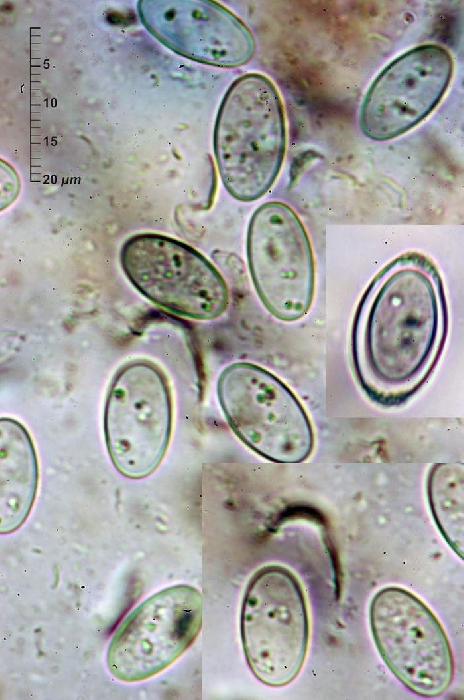 macrostoma