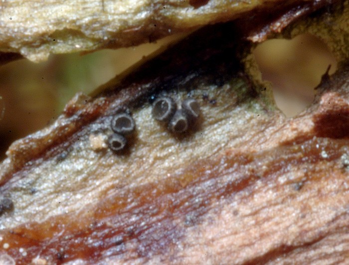 macrostoma