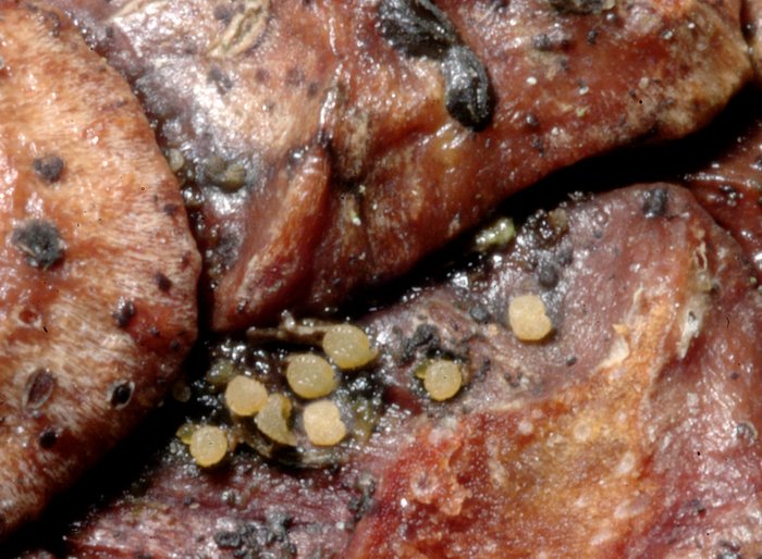 macrostoma