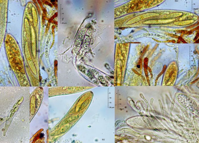 macrostoma