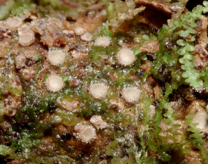 macrostoma