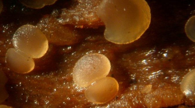 macrostoma
