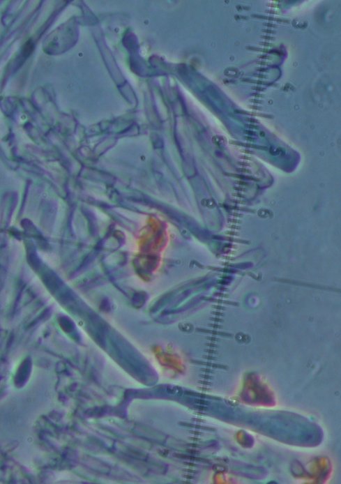 macrostoma