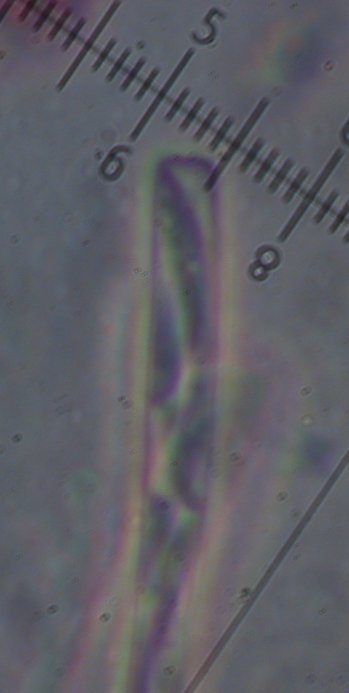 macrostoma
