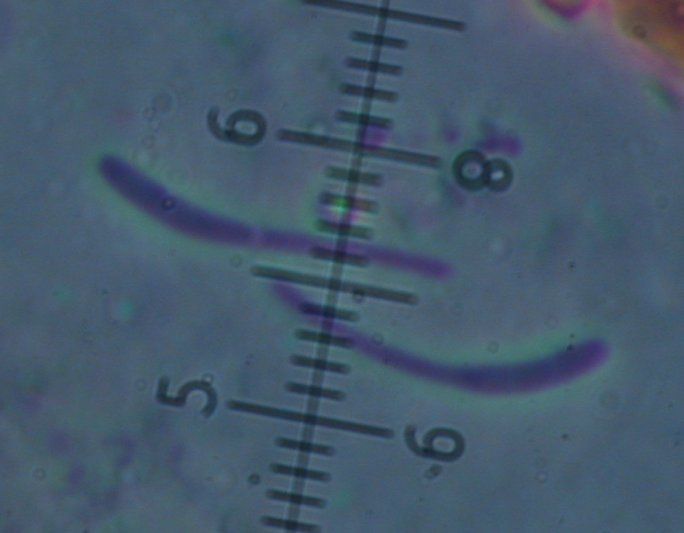 macrostoma
