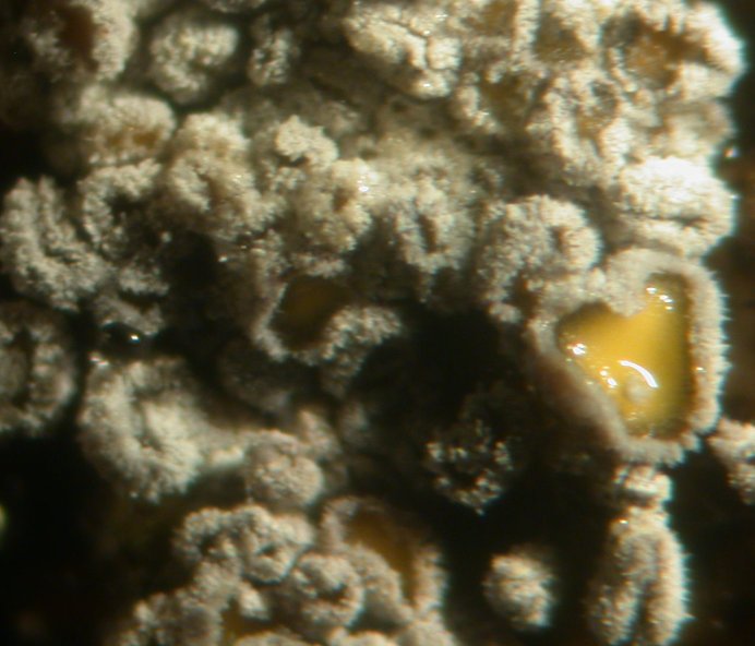 macrostoma
