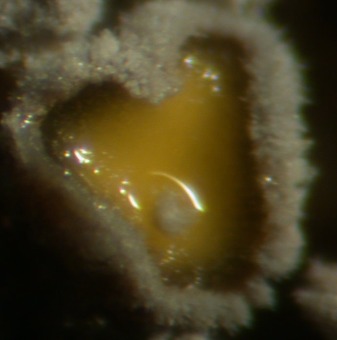 macrostoma