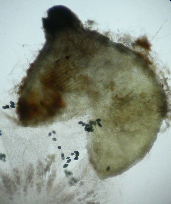 macrostoma