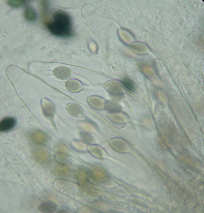 macrostoma