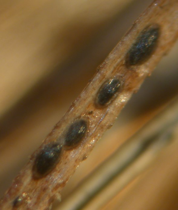 macrostoma