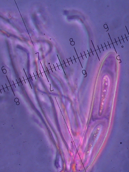 macrostoma