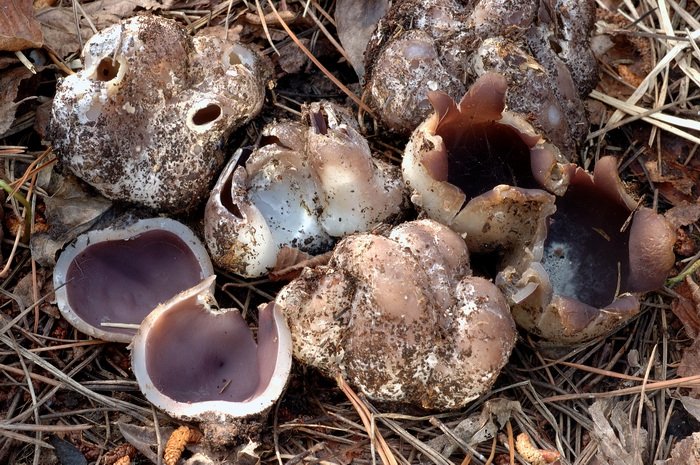 macrostoma