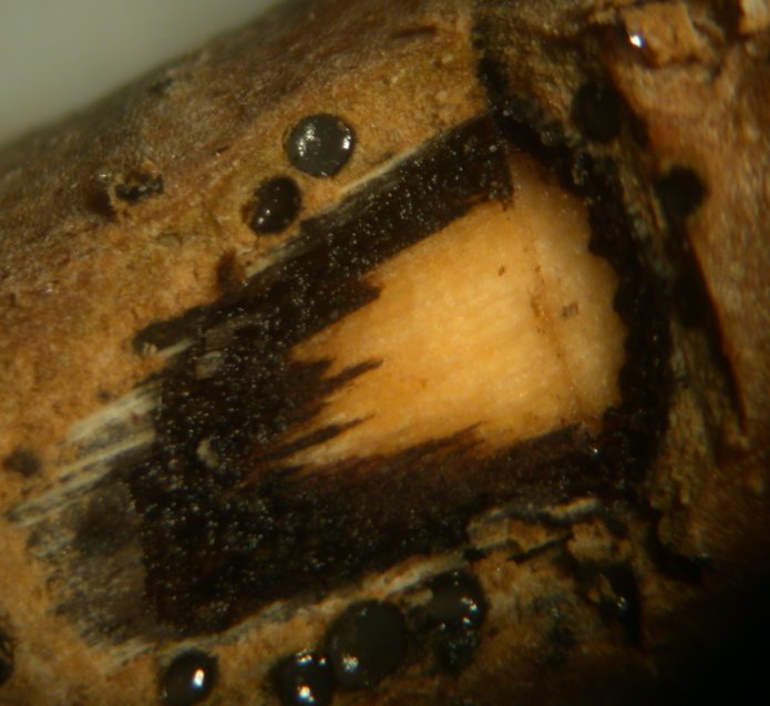 macrostoma