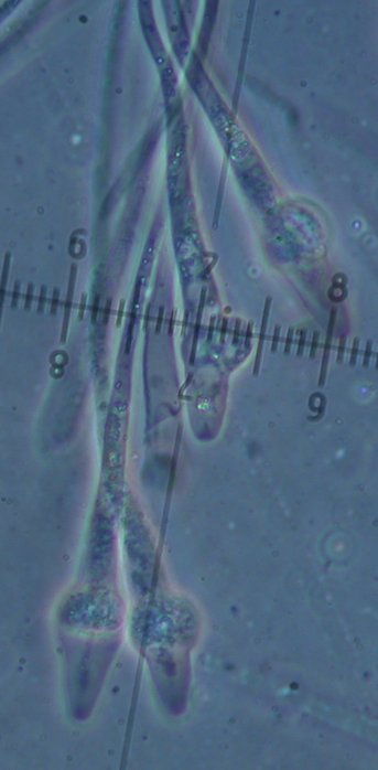 macrostoma