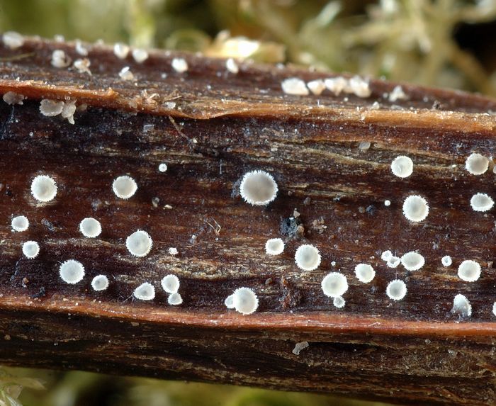 macrostoma