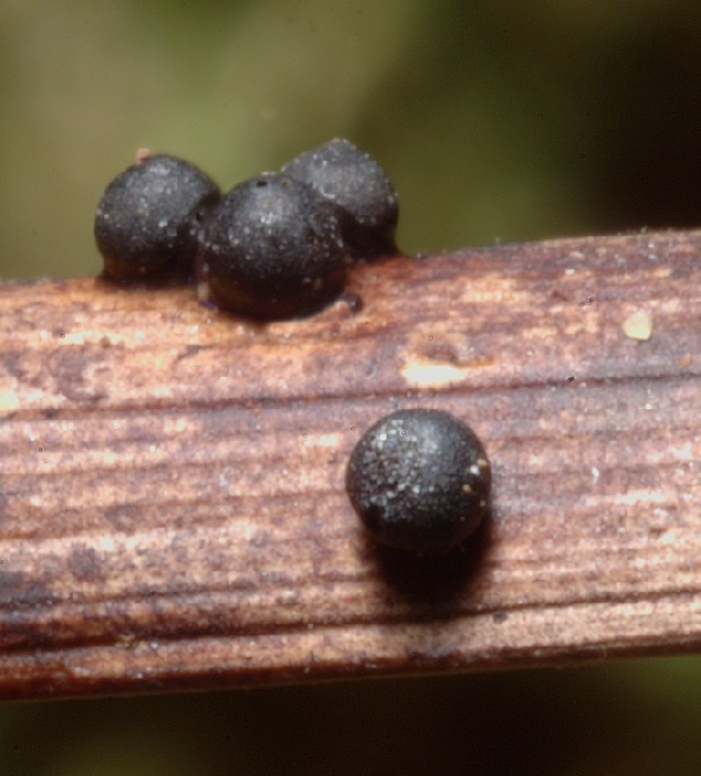 macrostoma