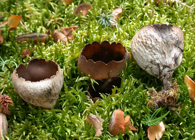 macrostoma