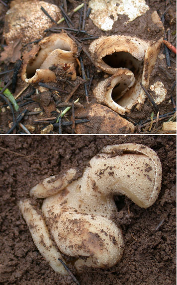 macrostoma