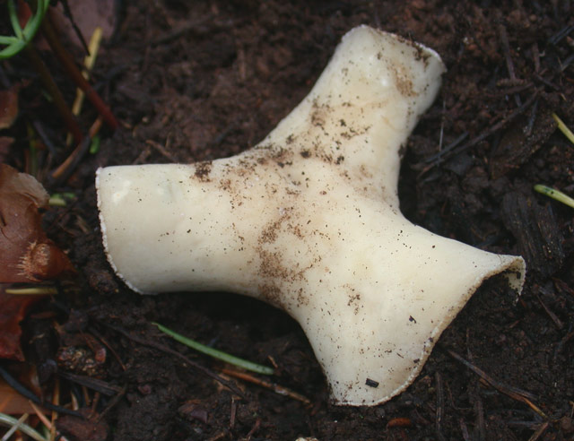 macrostoma