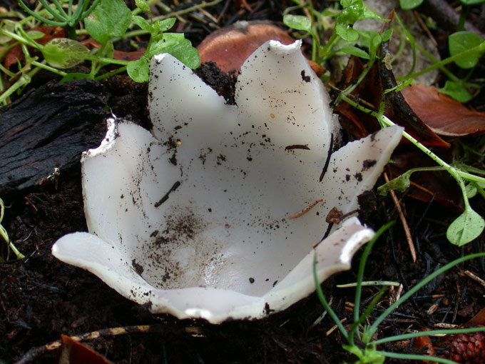 macrostoma