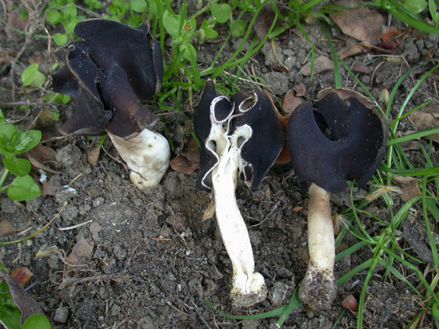 macrostoma