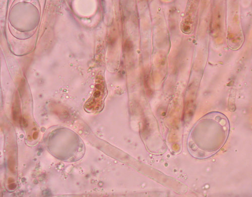 macrostoma