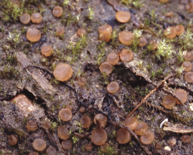macrostoma
