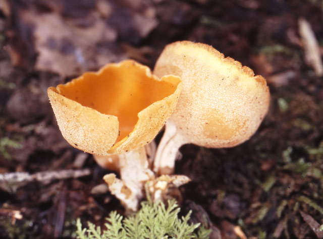 macrostoma