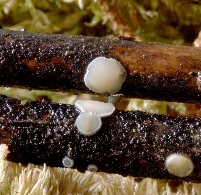 macrostoma