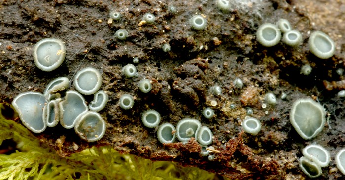 macrostoma
