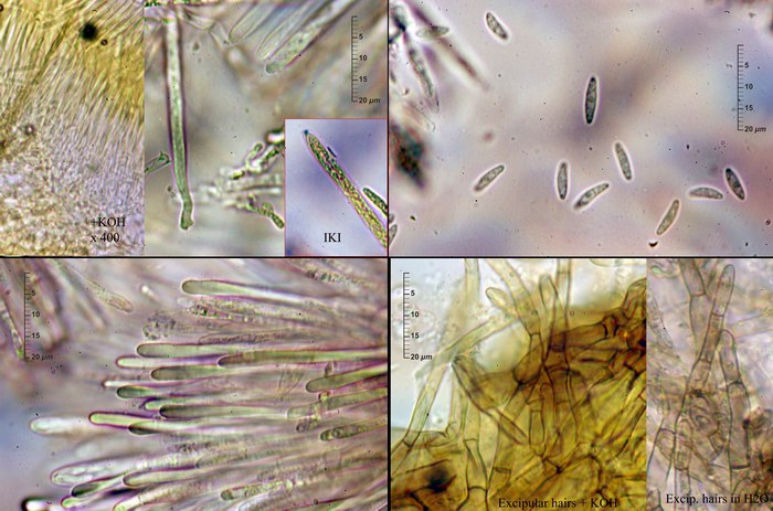 macrostoma