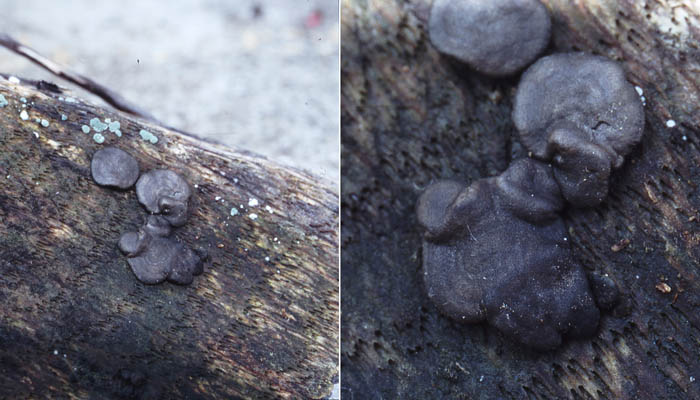 macrostoma