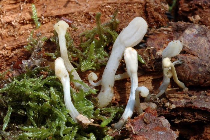macrostoma