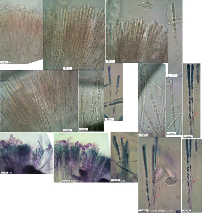 macrostoma