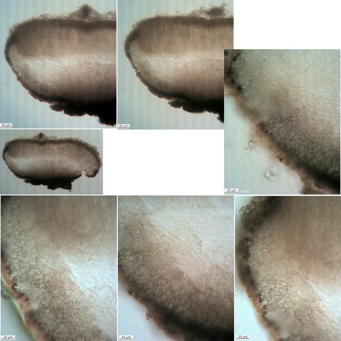 macrostoma