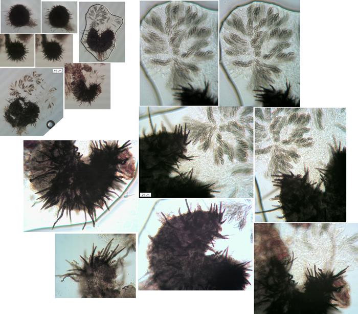 macrostoma