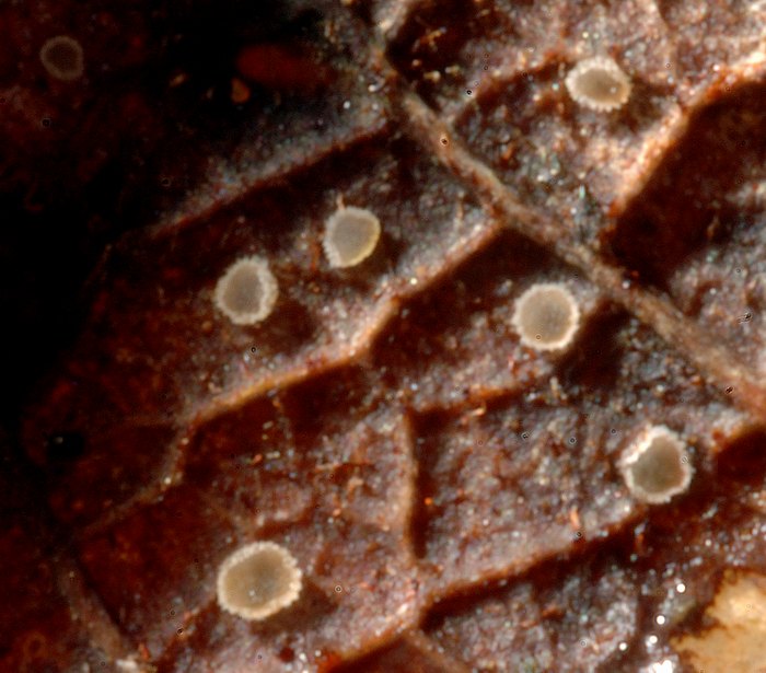 macrostoma