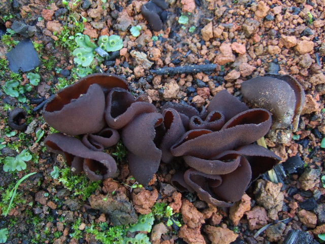 macrostoma