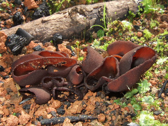 macrostoma