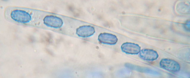 macrostoma
