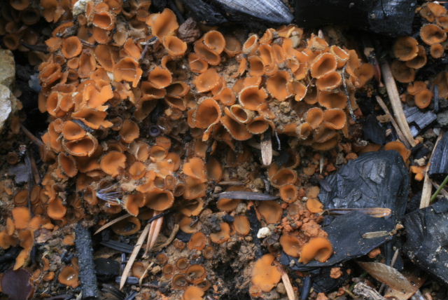 macrostoma