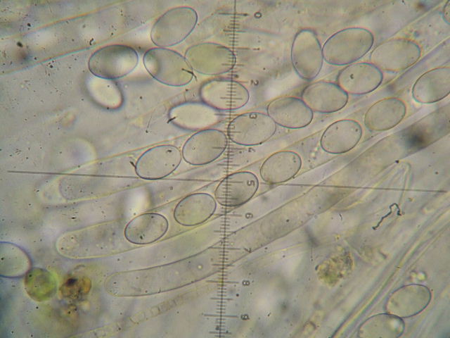macrostoma
