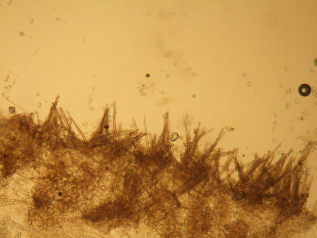 macrostoma
