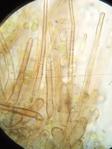 macrostoma