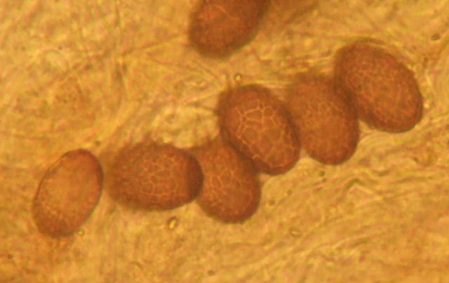 macrostoma