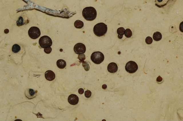 macrostoma