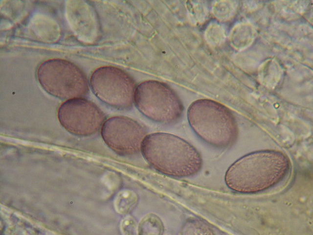 macrostoma