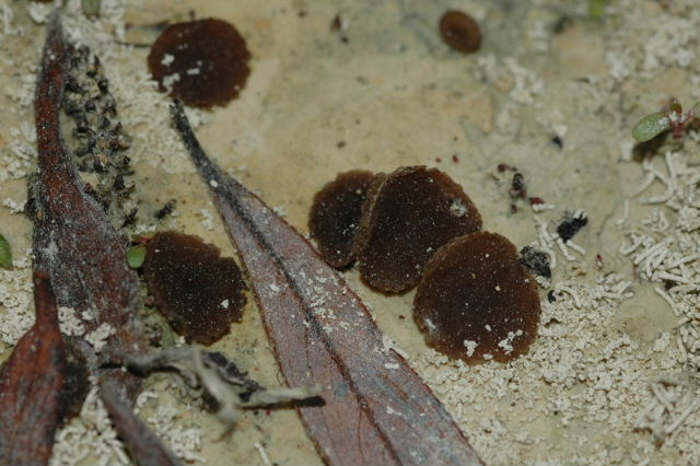 macrostoma
