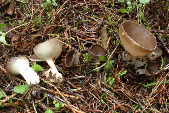 macrostoma