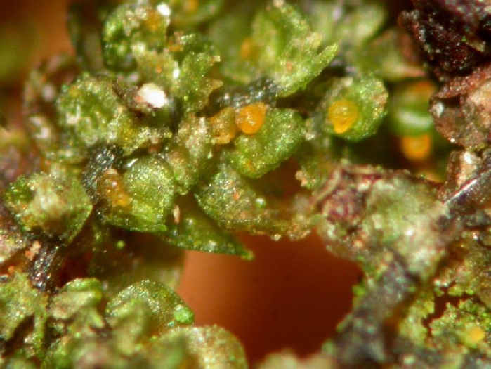 macrostoma